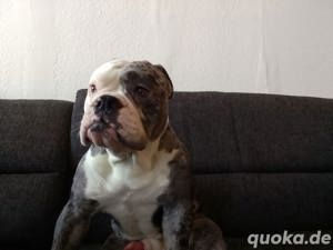 kleiner Rafi sucht dringend ein neues Zuhause 