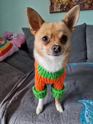 Süßer Chihuahua zwergspitz Deckrüde 