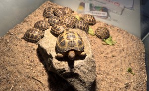  Steppenschildkröten (Vierzehenlandschildkröten) Schlupf 2025  Abzugeben Testudo horsfieldii
