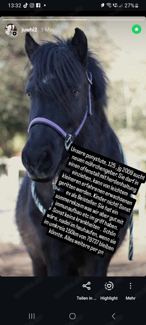 Unsere Ponystute sucht Lebensplatz