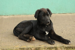 Hübscher Fido sucht seine Familie