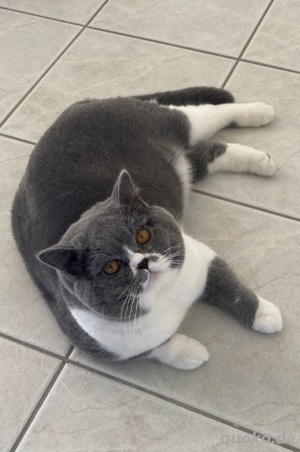 Wunderschöner BKH Deckkater mit Stammbaum 