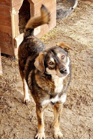 Superfreundlicher Toffee sucht seine Menschen