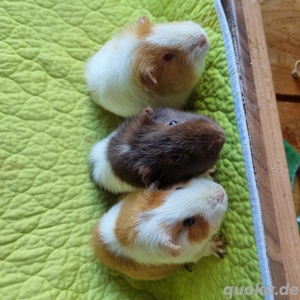 Süße Meerschweinchen in Liebhaber Hände abzugeben 