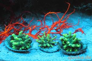 Korallenableger Crassa Anemone Bild 2