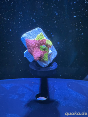 Discosoma Jawbreaker - Korallen, Ableger, Meerwasser 