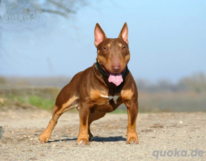 Minuatur Bullterrier Deckrüde 