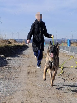 Brutus ein sportlicher Hund 