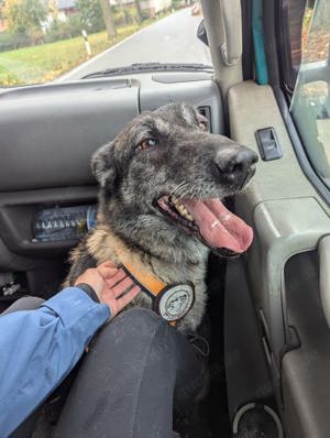 Nelson ein toller Hollandse Herder Mix 