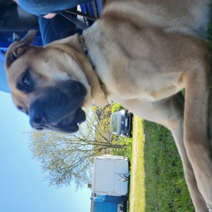 Wachhund abzugeben 