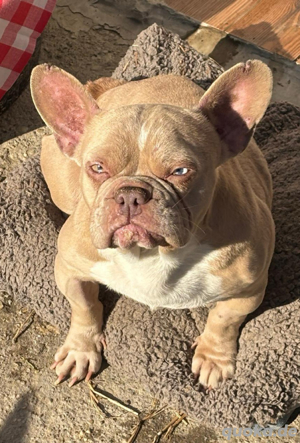 2 Französiche Bulldoggen suchen tolle Menschen *noch in Ungarn*