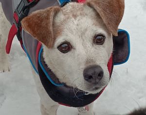 Momo ein toller kleiner Familienhund