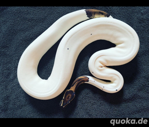 Königspython Piebald
