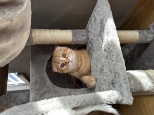 4 Monate junior Kater