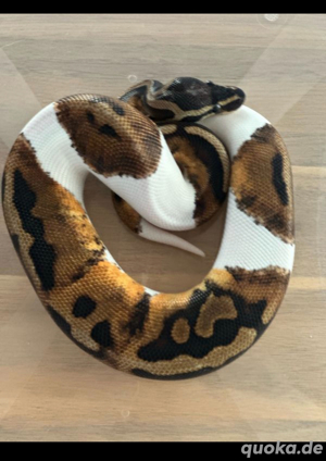 Königspython Piebald