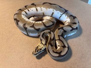 Python Regius 1.0 Enchi Spider