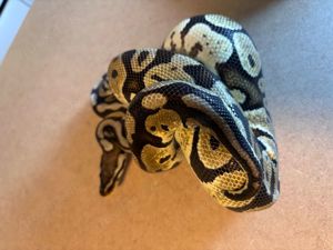 Python Regius 0.1 Odd 