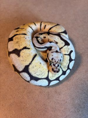Python Regius 0.0.1 Pastel Spider