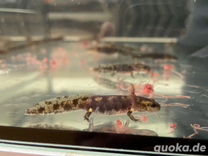 Feuersalamander  Bild 4