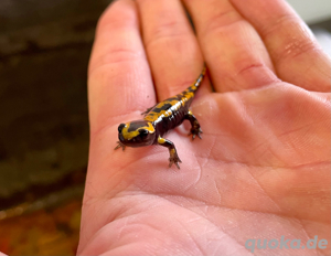 Feuersalamander  Bild 3