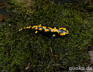 Feuersalamander  Bild 2