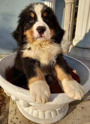 Bernersennenhund Welpen