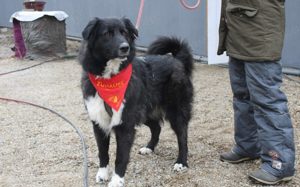 Traumhündin CINDY sucht ein Zuhause 