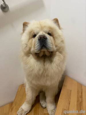 Chow-Chow Milo sucht Spielfreunde