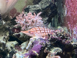 Meerwasseraquarium komplett inkl. Besatz