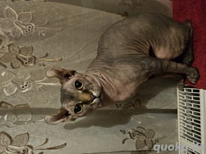 Sphynx Deckkater Elf