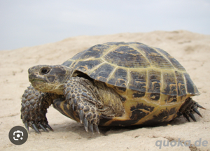 SUCHE Russische Steppenschildkröte