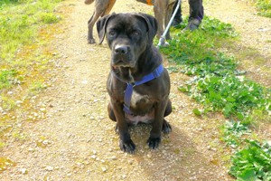 Cane-Corso-Hündin Arena sucht Zuhause