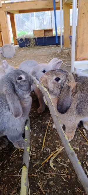Zwergkaninchen Separator Isabel Perlfeh, Weibchen, Männchen  Bild 3