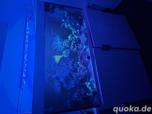 meerwasser aquarium komplett