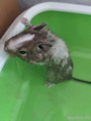 Degus zu verkaufen Weiblich Bild 2