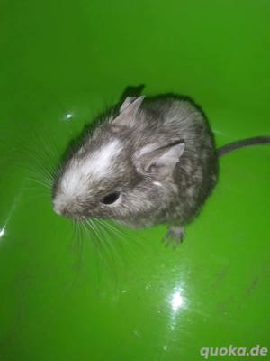 Degus zu verkaufen Weiblich Bild 4