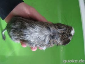 Degus zu verkaufen Weiblich Bild 3