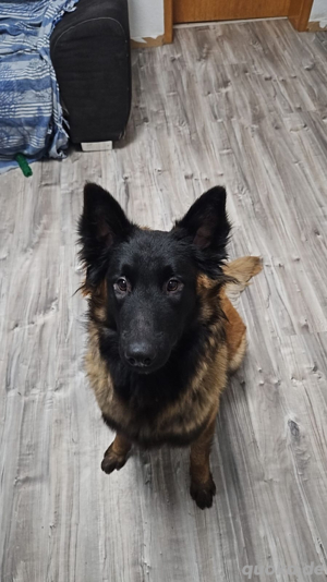 Familien Hund abzugeben 