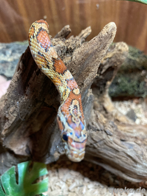 Kornnattern (Panterophis guttatus) abzugeben