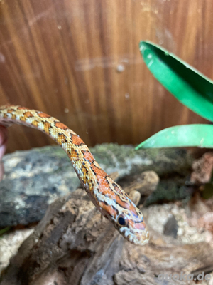 Kornnattern (Panterophis guttatus) abzugeben Bild 2