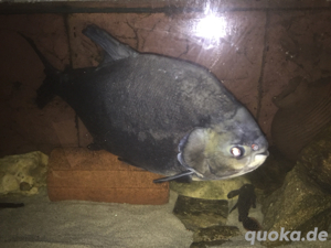 Roter Pacu (Pyaractus brachypomus)