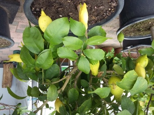 Groß Zitrone Baum abzugeben   Bild 2