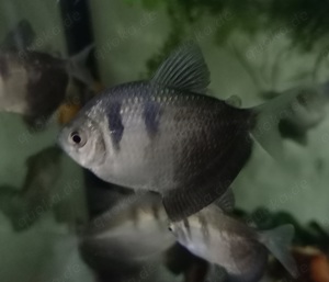 Trauermantelsalmler