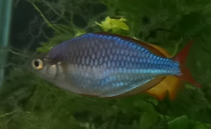 Diamantregenbogenfisch
