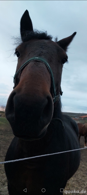 Verkaufe schweres Warmblut  Bild 2