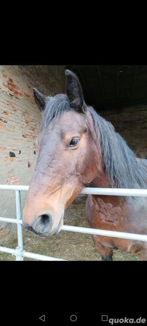 Verkaufe schweres Warmblut  Bild 3