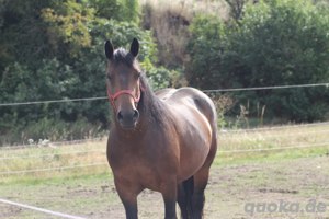 Verkaufe schweres Warmblut  Bild 5