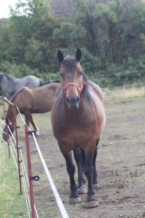 Verkaufe schweres Warmblut  Bild 4