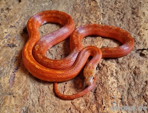 Blood Tessera Pied 