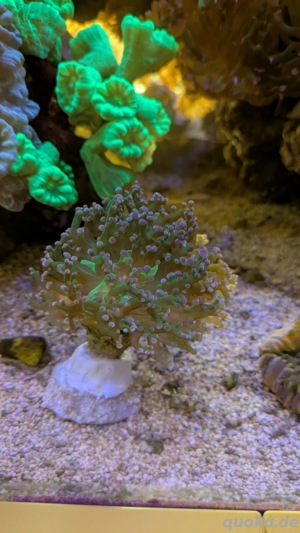 Euphyllia Paradivisa bicolor Korallenableger Meerwasser